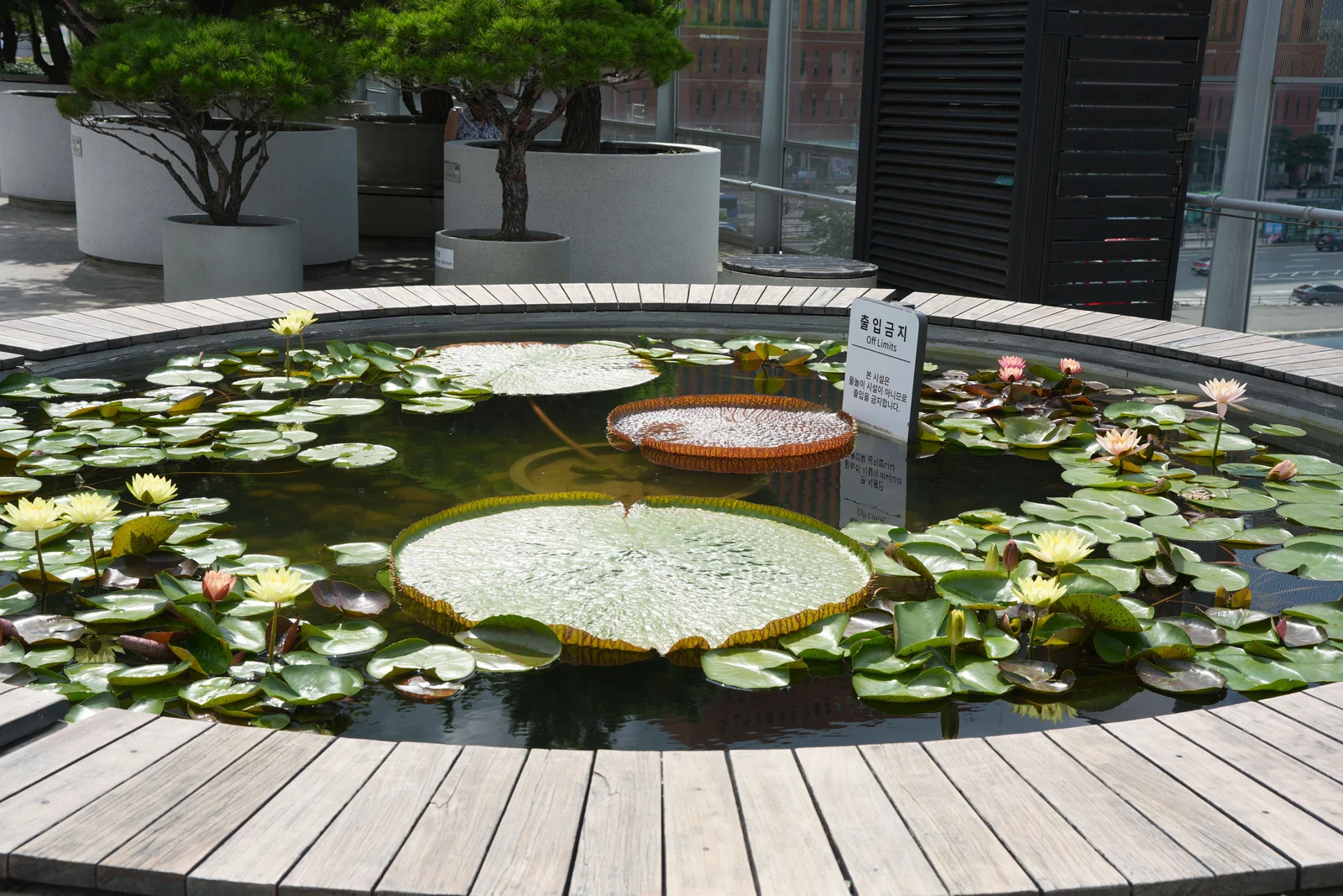 A circular pond set into a wooden deck on the walkway, filled with water lilies and large round lily pads, with pruned pines in concrete planters behind.