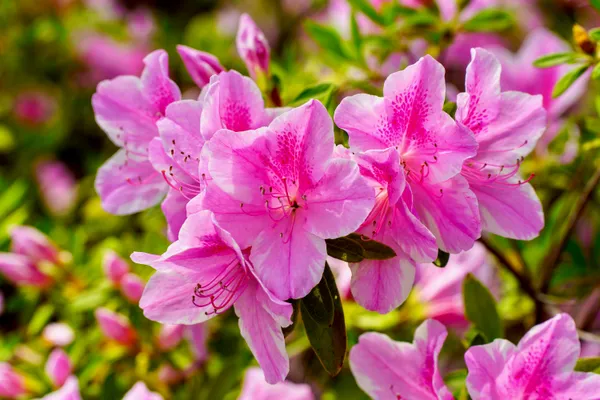 Photography by Mark Hursh